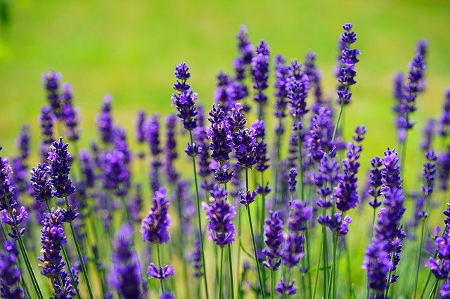 Serie ätherische Öle : Verbrennungen mit Lavendel behandeln