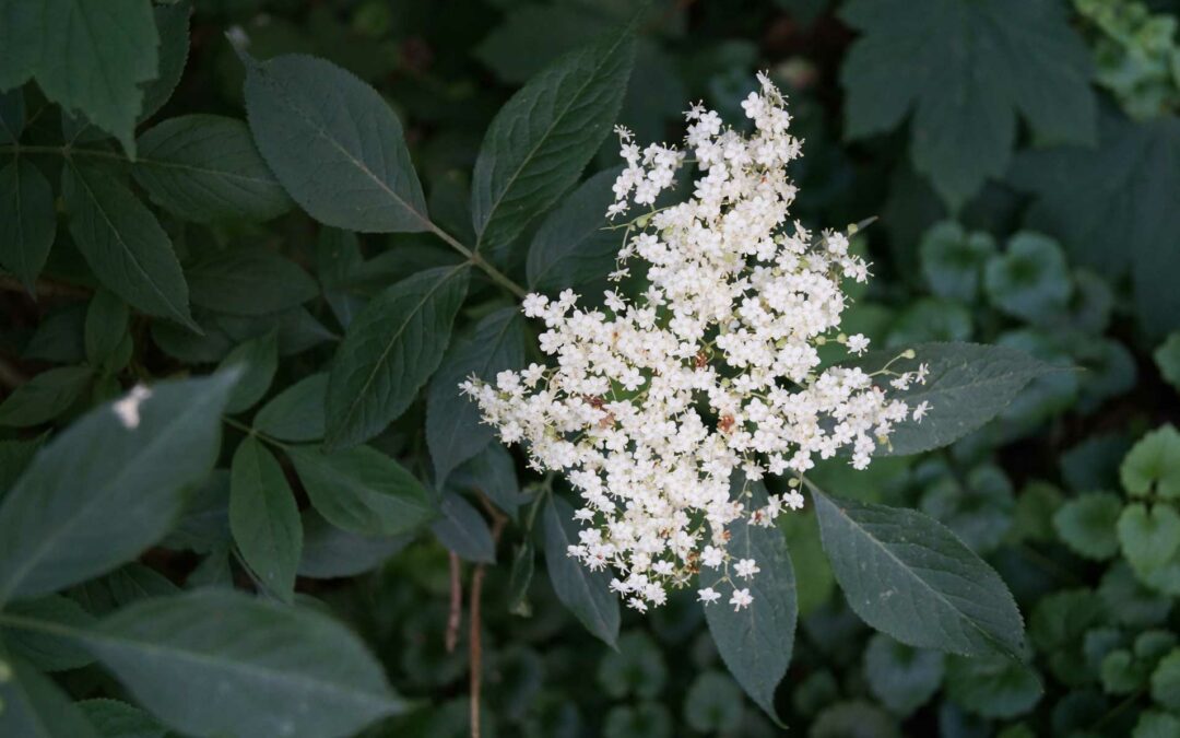 Holunderblüten-Sirup selbst gemacht